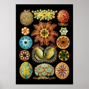 Vintage Nautical Ascidiae by Ernst Haeckel Poster