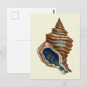 Vintage Nautical George Shaw Blue Conch Shell Art Postcard