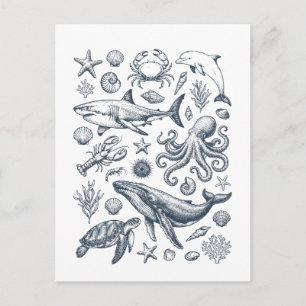 Vintage Nautical Marine Life Illustration Postcard