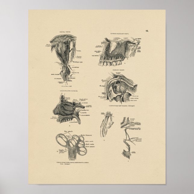 Vintage Nerve Anatomy 1880 Print (Front)