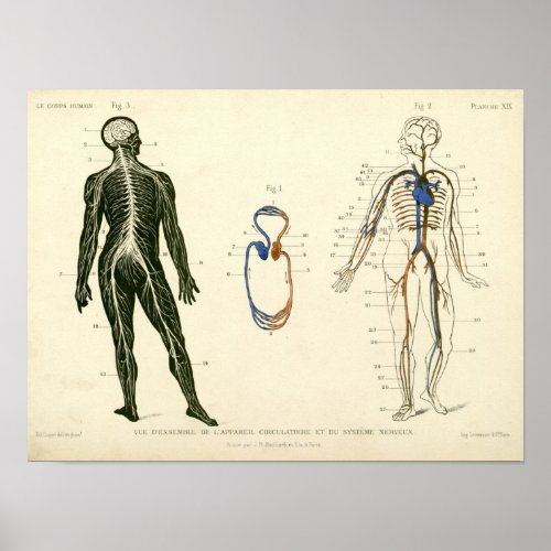 Vintage Nerves Arteries Anatomy Print