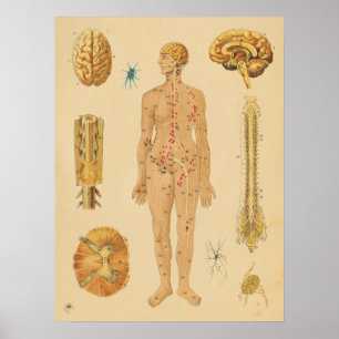 Vintage Nervous System Human Anatomy Medical Chart