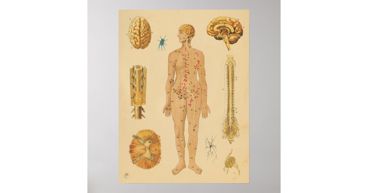 Vintage Nervous System Human Anatomy Medical Chart | Zazzle