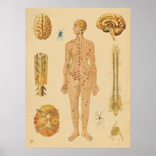 Vintage Nervous System Human Anatomy Medical Chart | Zazzle