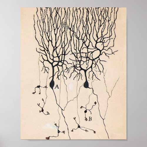 Vintage Neuron Drawing By Santiago Ramn y Cajal Poster