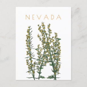 Vintage Nevada state flower travel mid century Postcard