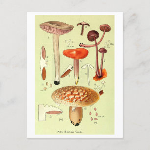 Vintage "New British Fungi" Mushroom Postcard