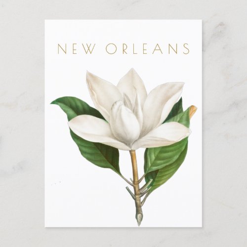 Vintage New Orleans flower travel mid century  Postcard