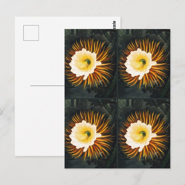 Vintage Night-Blowing Cereus Gothic Art Postcard (Front/Back)