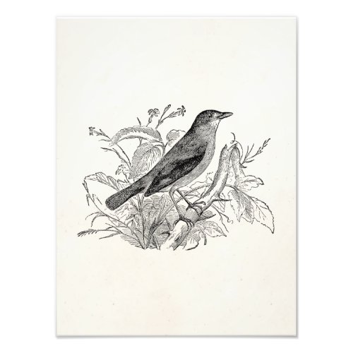 Vintage Nightingale Bird Personalized Retro Birds Photo Print