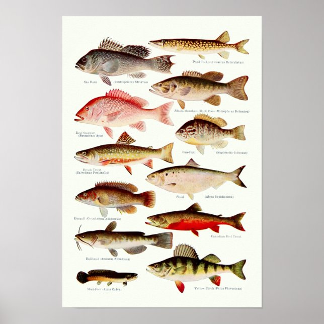 Vintage North American Fish Poster (Front)