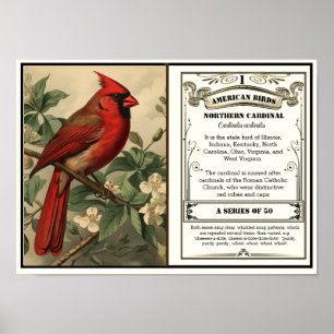 Vintage Northern Cardinal State Bird Info Poster