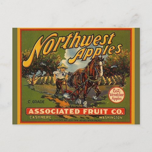 Vintage Northwest WA Apples Draft Horse Postcards
