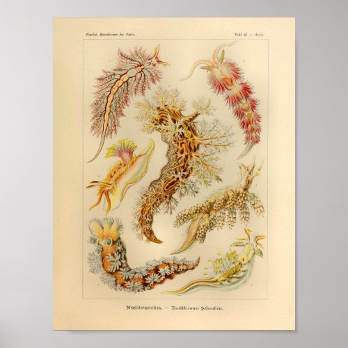 Vintage Nudibranchia Color Ernst Haeckel Art Print