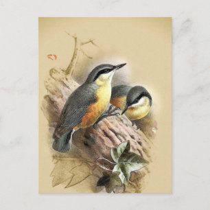 Vintage Nuthatch Birds Postcard