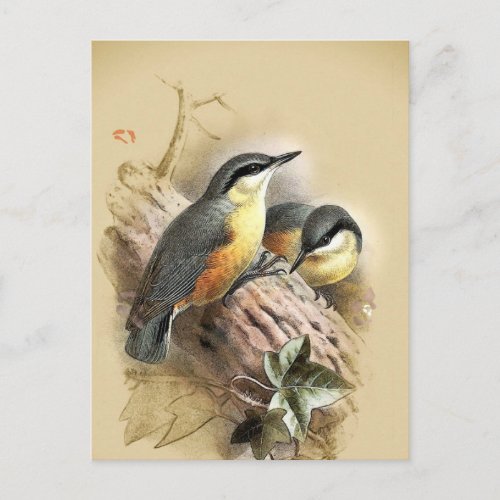 Vintage Nuthatch Birds Postcard
