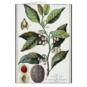 Vintage nutmeg artwork (Front)