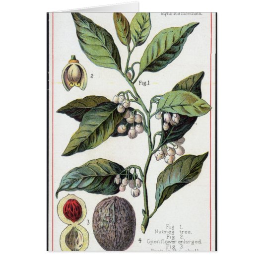 Vintage nutmeg artwork cards (Front)