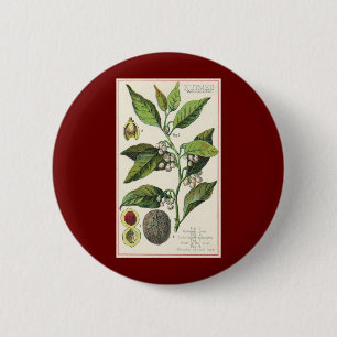 Vintage Nutmeg Plant Fruit Seeds, Food Herbs Spice Button