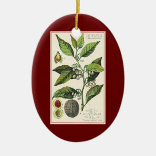 Vintage Nutmeg Plant Fruit Seeds, Food Herbs Spice Ceramic Ornament