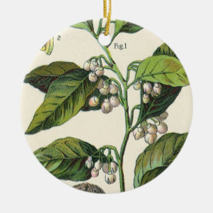 Vintage Nutmeg Plant Fruit Seeds, Food Herbs Spice Ceramic Ornament