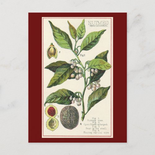 Vintage Nutmeg Plant Fruit Seeds Food Herbs Spice Postcard