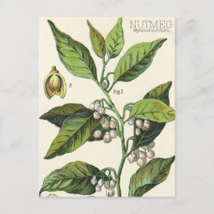 Vintage Nutmeg Plant Fruit Seeds, Food Herbs Spice Postcard