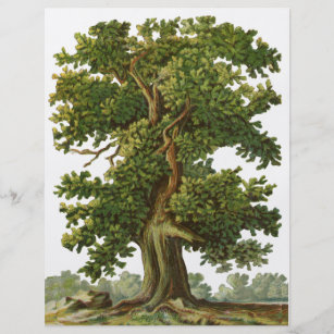 Vintage Oak Tree Custom Flyer