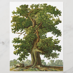 Vintage Oak Tree Custom Flyer