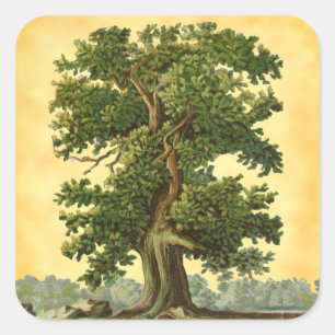 Vintage Oak Tree on Faux Parchment Stickers
