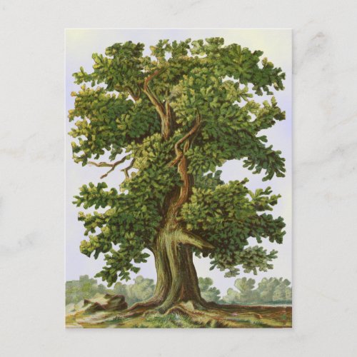Vintage Oak Tree Postcard