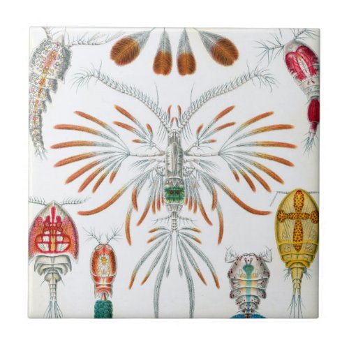 Vintage Ocean Animals Copepoda by Ernst Haeckel Ceramic Tile