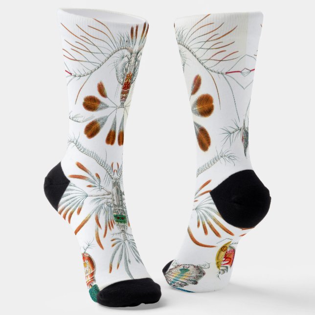 Vintage Ocean Animals, Copepoda by Ernst Haeckel Socks (Angled)