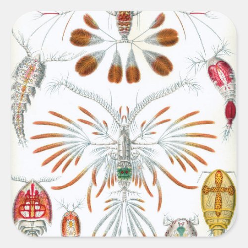 Vintage Ocean Animals Copepoda by Ernst Haeckel Square Sticker