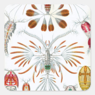 Vintage Ocean Animals, Copepoda by Ernst Haeckel Square Sticker