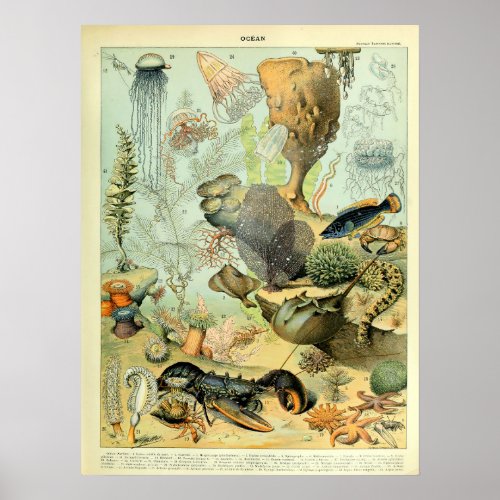 Vintage Ocean Sea Life by Adolphe Millot Poster