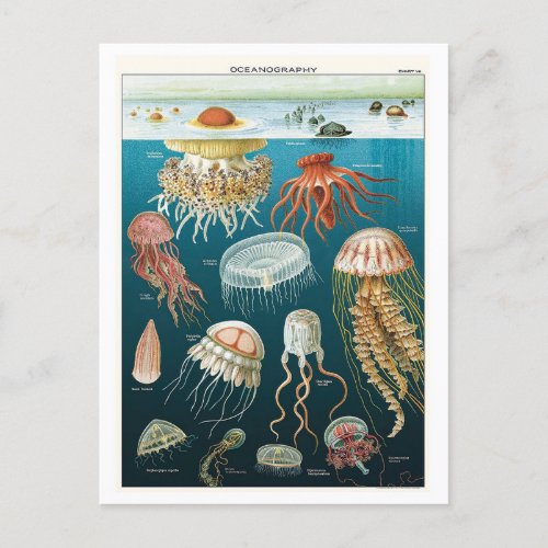 Vintage Oceanography Jellyfish Poster Postcard