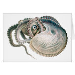 Vintage Octopus Argonaut, Marine Life Animals