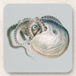 Vintage Octopus Argonaut, Marine Life Animals Coaster