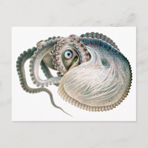 Vintage Octopus Argonaut Marine Life Animals Postcard