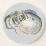 Vintage Octopus Argonaut, Marine Life Animals Sandstone Coaster