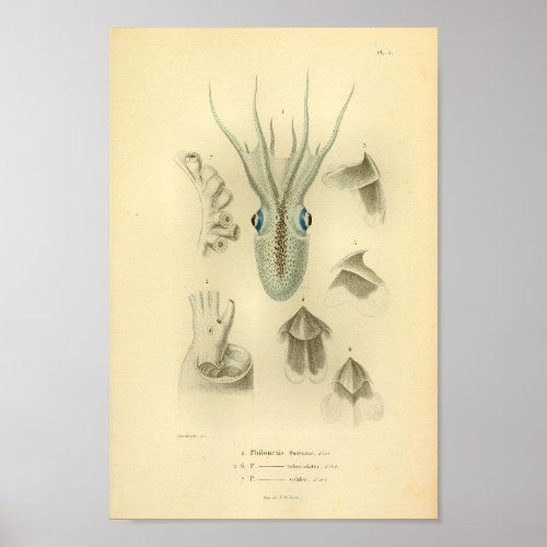 Vintage Octopus Color Art Print