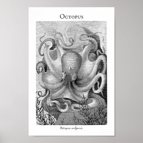 Vintage Octopus Customizable Poster