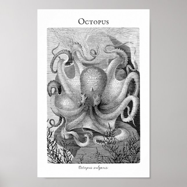 Vintage Octopus Customizable Poster (Front)