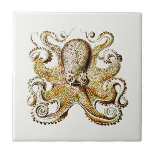 Vintage Octopus illustration by Ernst Haeckel  Ceramic Tile