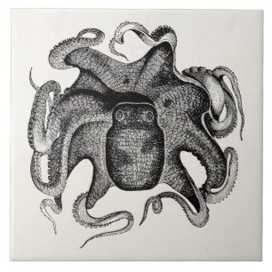 Vintage Octopus Like Cuttlefish 1800s Cuttle Fish Ceramic Tile