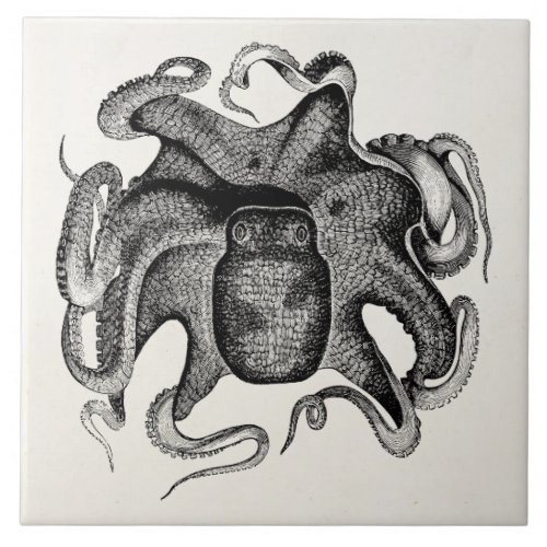 Vintage Octopus Like Cuttlefish 1800s Cuttle Fish Ceramic Tile