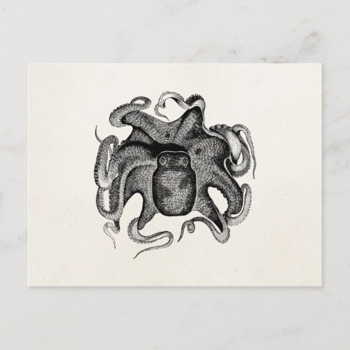 Vintage Octopus Like Cuttlefish 1800s Cuttle Fish Postcard