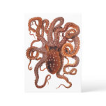 Vintage Octopus Macropus, Marine Aquatic Animals