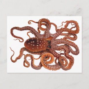 Vintage Octopus Macropus, Marine Aquatic Animals Postcard